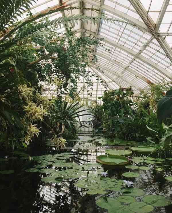 Vihreitä kasveja rauhallisessa puutarhaympäristössä luonnonvalossa